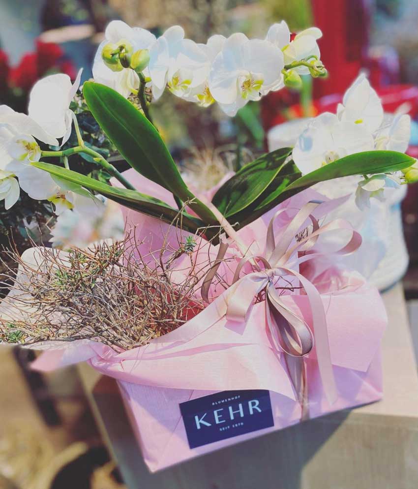 Pflanzen blumenhofkehr.de